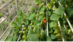 Futura Gaia growing strawberries